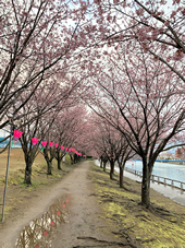 早咲きの蜂須賀桜！