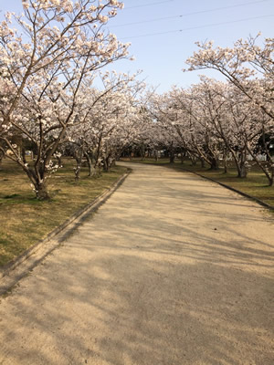 桜の下を、run！